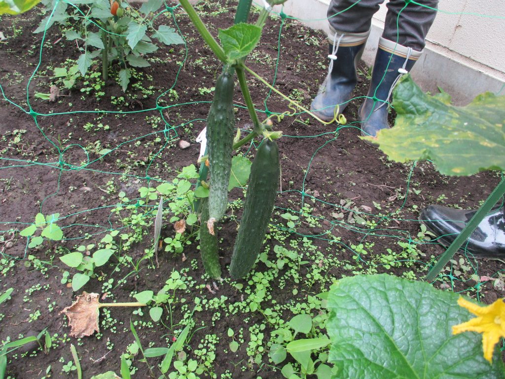 🥒夏が来る🥒