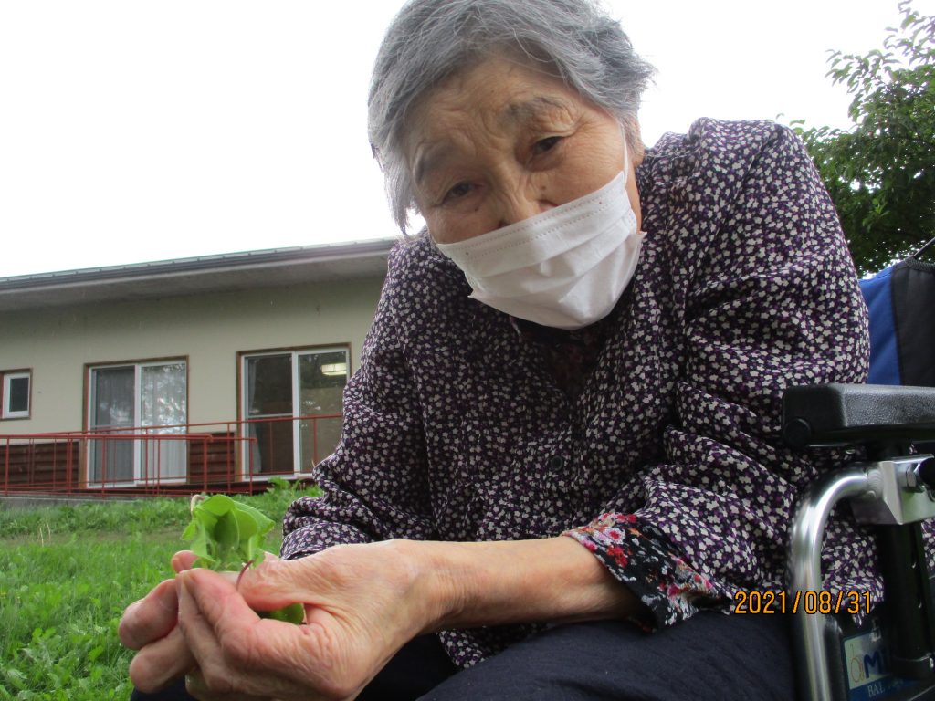 大根の間引き作業