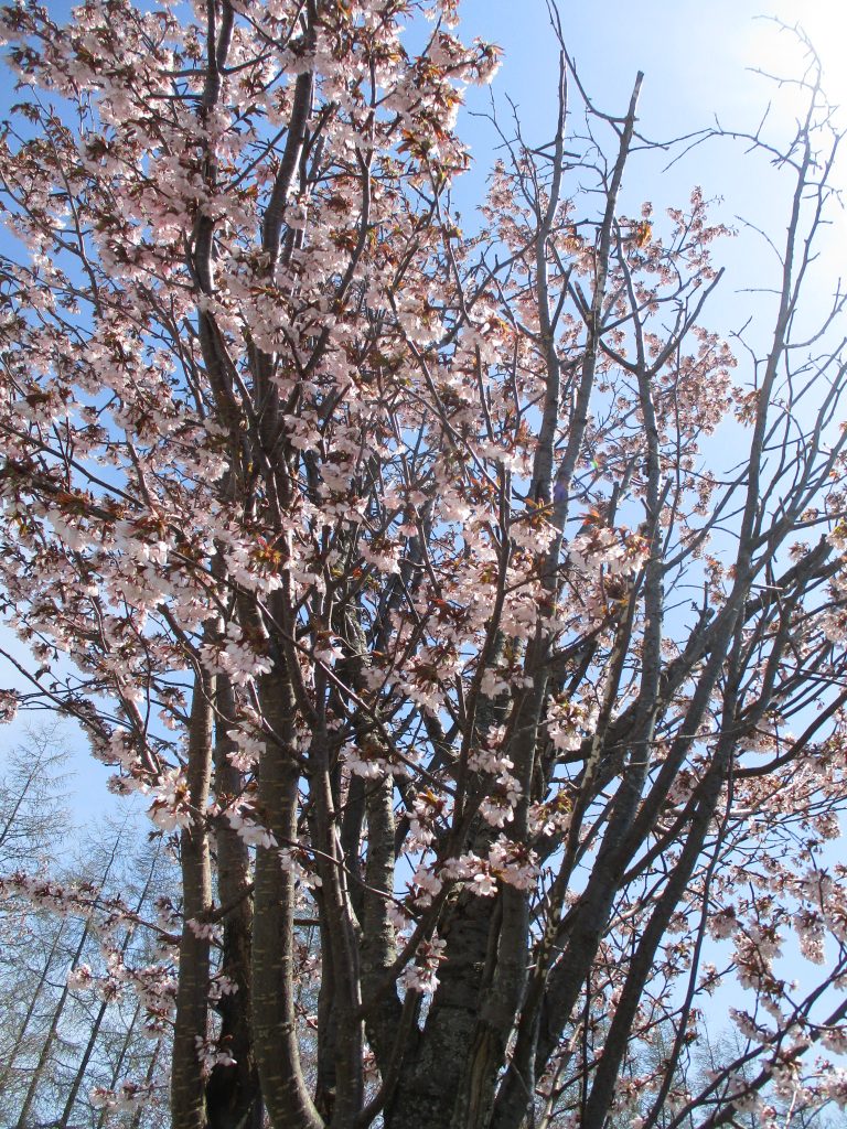 桜開花しました🌸