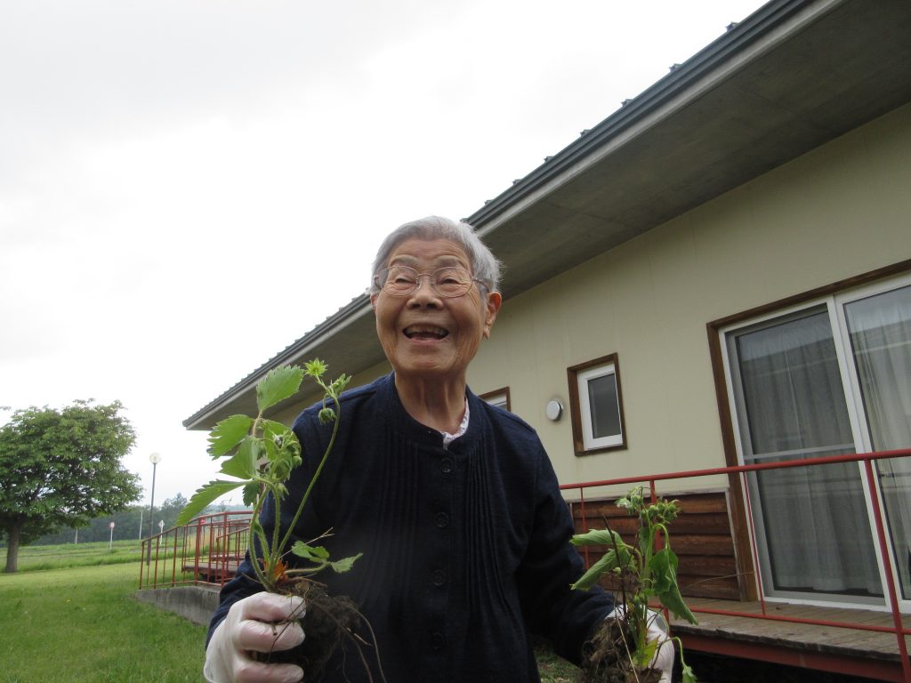 西2番地の畑に新たな植物が！
