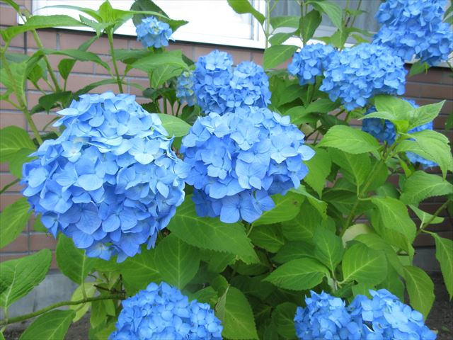 もみじのあじさい🌺