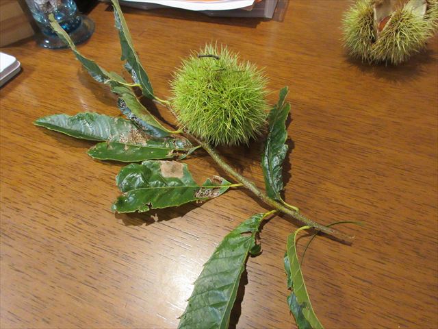秋の味覚を楽しむ