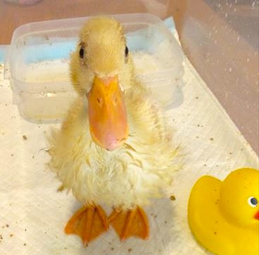 🐥大きくなったねぇ～🐣